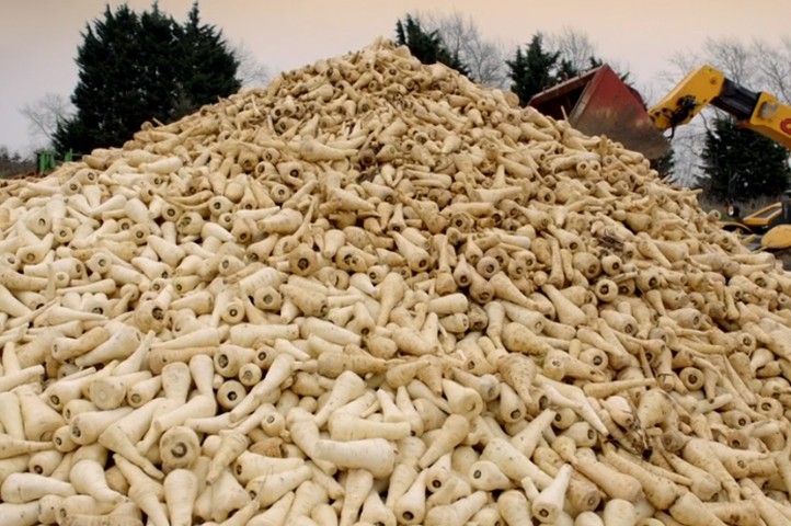 The Hammond family farm in Norfolk are forced to throw away more than 20 tonnes of waste parsnips a week